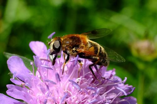 Eristalis jugorum